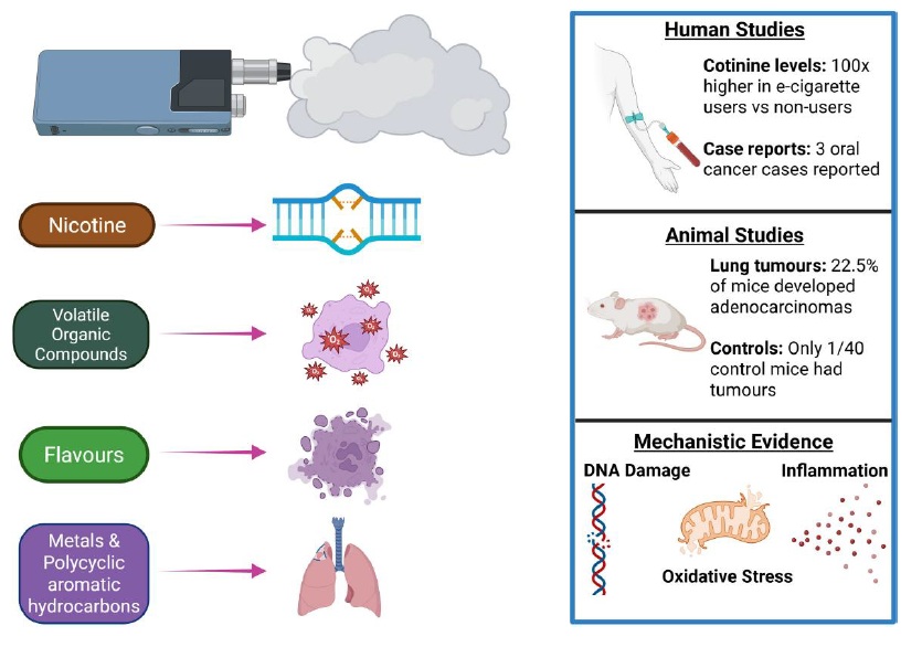 Broad evidence implicates e-cigarettes as a cause of&nbsp;cancer